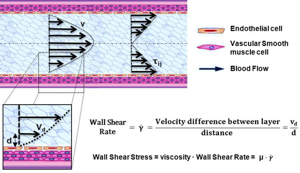 Hemodynamic forces that act on blood vessels. Wall shear stress (WSS) is proportional to the product of the blood viscosity (μ) and the spatial gradient of blood velocity at the wall (dv/dy).