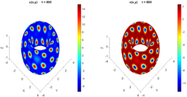 Concentrations at t = 0 and t = 800.