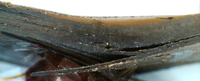 Munoz Moreno 2021a-image8-c.jpeg