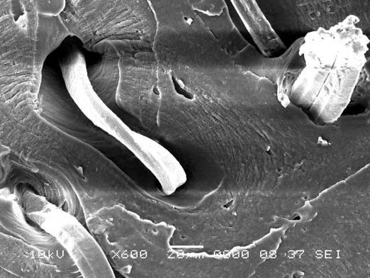 Valea et al 2019a-image8.jpeg