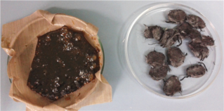 Draft Compuestos 572183666-image13.png