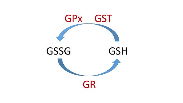 Draft Liu 550645973-image4.jpeg