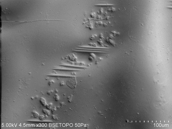 Botana-Galvin et al 2019a-image7.jpeg