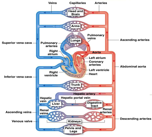 The cardiovascular system is a close loop. The heart is a pump that circulates blood through the system. Arteries take blood away from the heart (systemic circulation) and veins (pulmonary circulation) carry blood back to the heart.