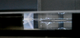 Review Flores-Herrera et al 2017a-image37.png