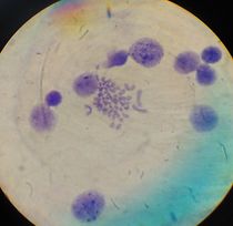 Draft BELTRAN URREGO 123847636-image7-c.jpg