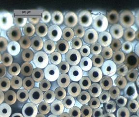 Esteves et al 2021a-image6.jpeg