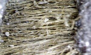 BESOMBES et al 2021a-image10.jpeg