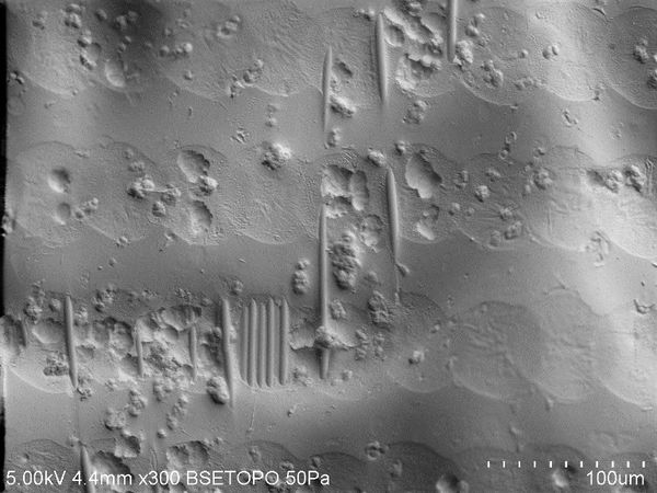 Botana-Galvin et al 2019a-image9.jpeg