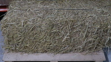 Draft Serrano Martinez 455299282-image2.png