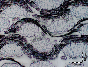 Draft Compuestos 827471348-image9.png